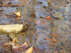 Underwater Leaves