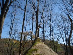 Up a Tree