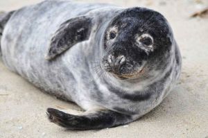 1024px-Grey_seal_animal_halichoerus_grypus